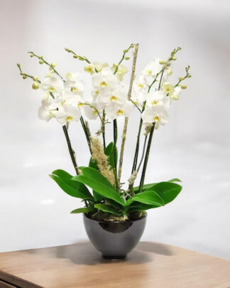 viva-orchids-boca-raton-flower-delivery-white-orchid-spring-fores