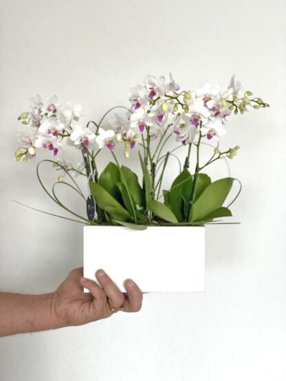 Audrey: Mini Orchids in Ceramic Pot - Set of 5 - Image 3