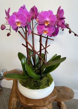 Looking to add a touch of elegance and tranquility to your space? Our purple orchid arrangements are the perfect choice for any home or office.