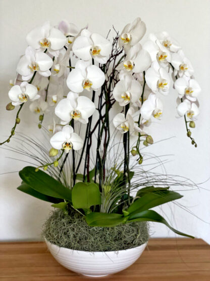 Radiant Orchid: Phalaenopsis Orchid Arrangement - Image 2