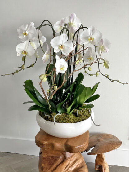 Radiant Orchid: Phalaenopsis Orchid Arrangement - Image 3