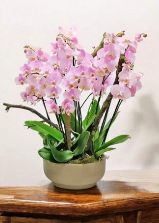 5viva-orchids-boca-raton-flower-delivery-pink-orchid-dance-1