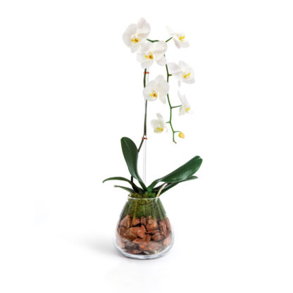 Cascading White Orchid