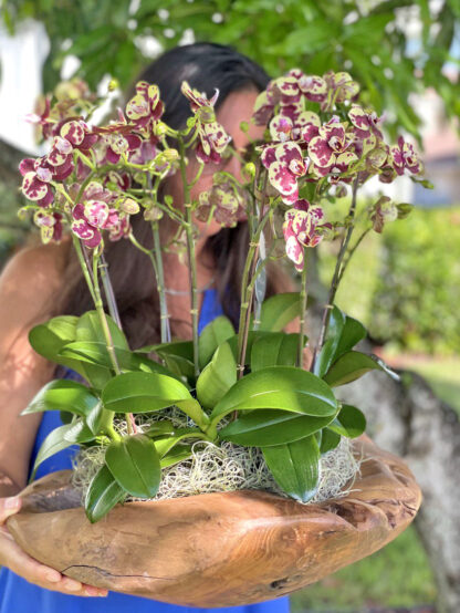 Fairytale: Mini Orchid Arrangement - Image 2