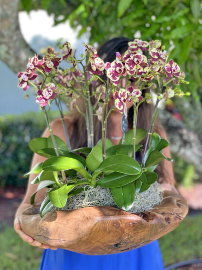 Fairytale: Mini Orchid Arrangement - Image 5