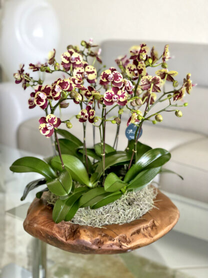 Fairytale: Mini Orchid Arrangement - Image 4