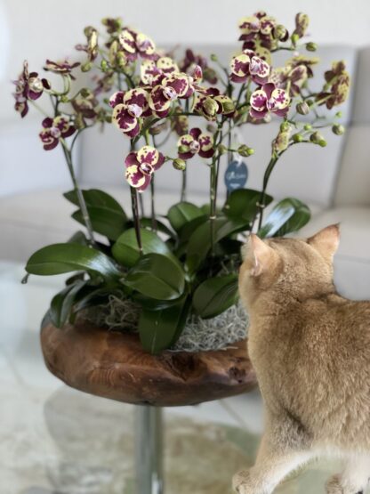 Fairytale: Mini Orchid Arrangement - Image 3