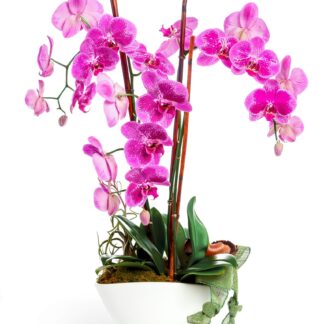 Amethyst Orchid