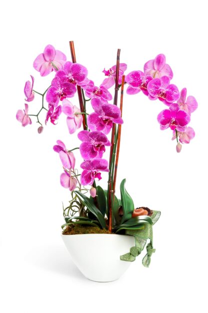 Amethyst Orchid