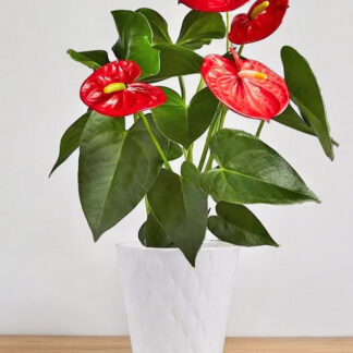 anthurium