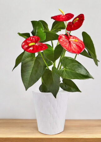 anthurium