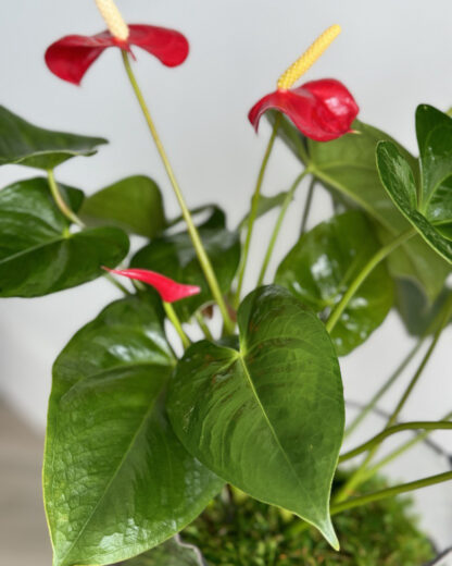 ewd-anthurium-85-2