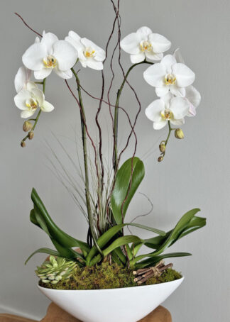 lovely white orchid