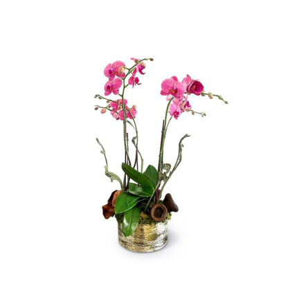 sally-flowers-orchids1