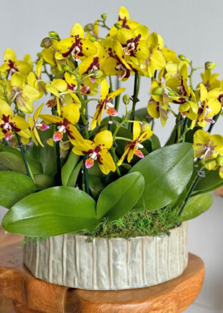 sunorchids2-vivab-vivabocaflowers