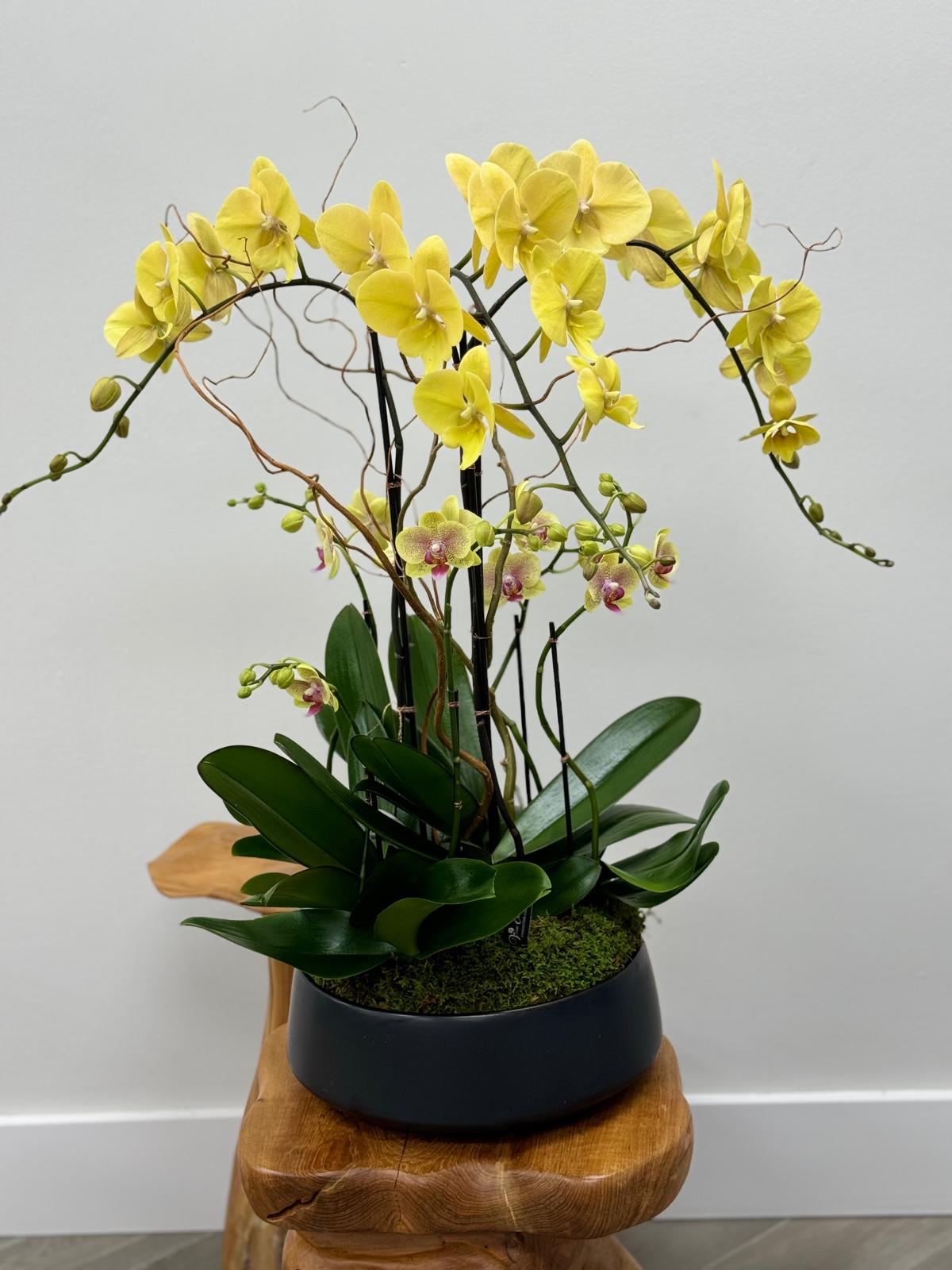 The Perfect Valentine’s Day Gift: Best Orchid Colors to Delight Your Sister