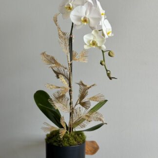 Christmas time single orchid arrangement.jpg