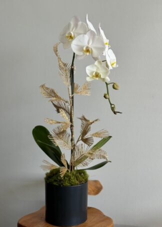 Christmas time single orchid arrangement.jpg