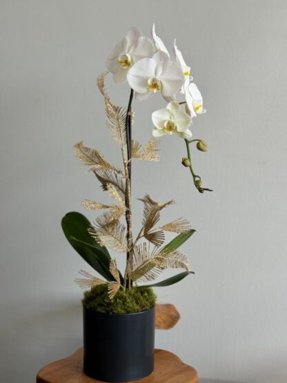 Christmas time single orchid arrangement.jpg