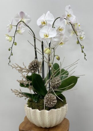 Merry Christmas Orchid flowers