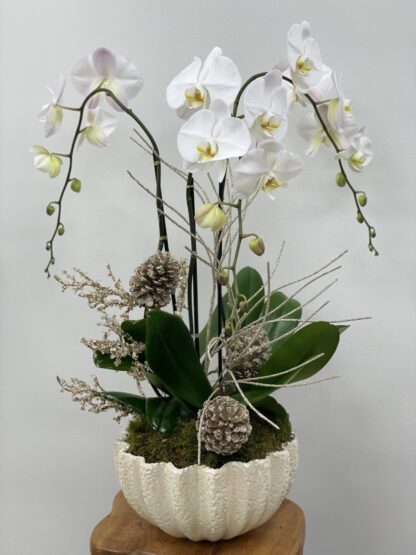 Merry Christmas Orchid flowers