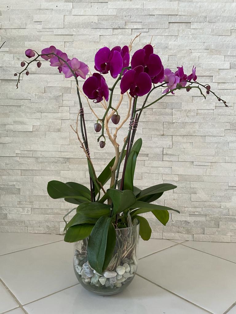 The Perfect Valentine’s Day Gift: Best Orchid Colors to Delight Your Sister