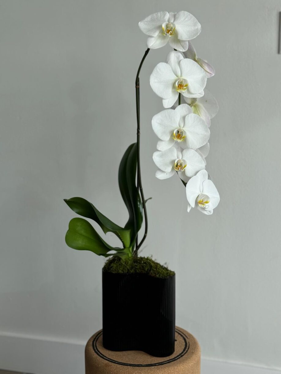 The Perfect Valentine’s Day Gift: Best Orchid Colors to Delight Your Beloved