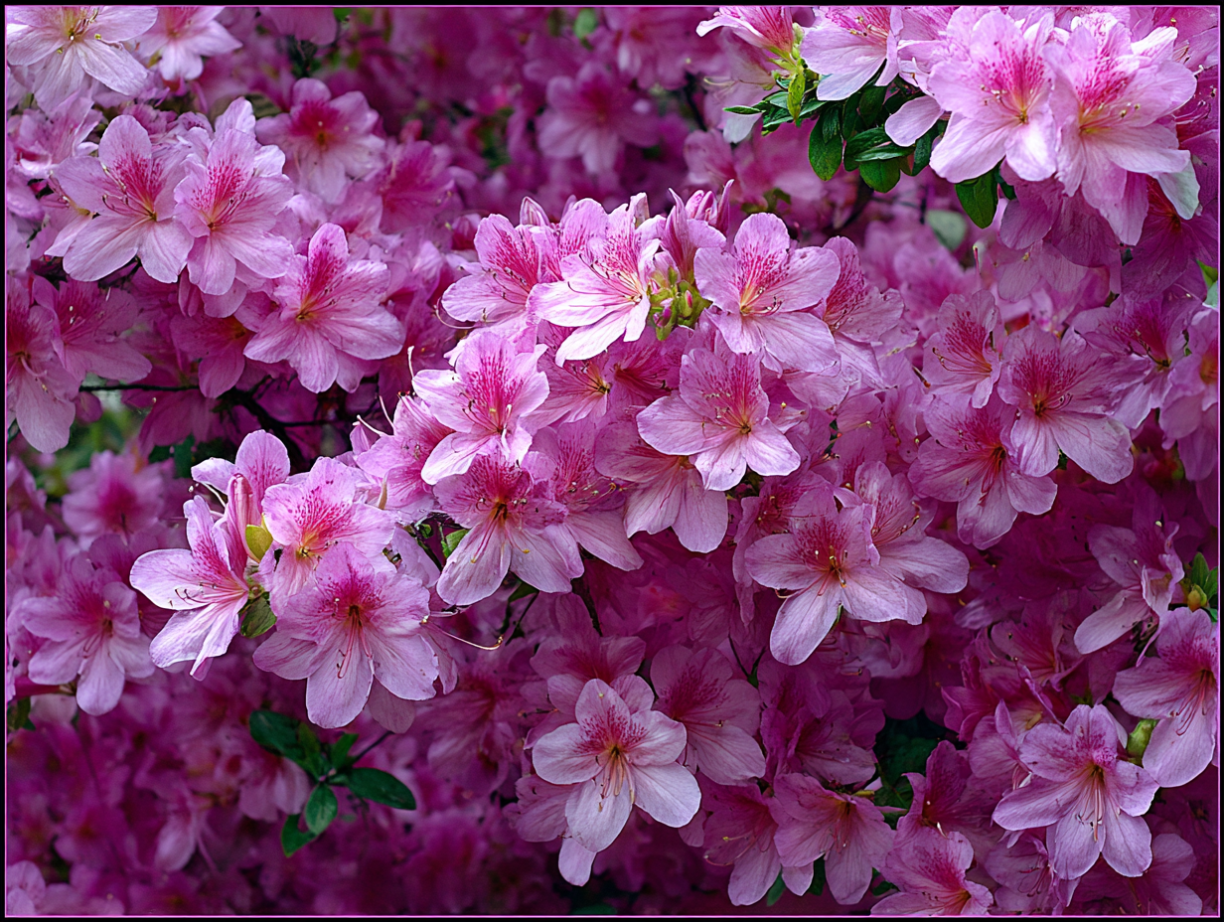 azaleas