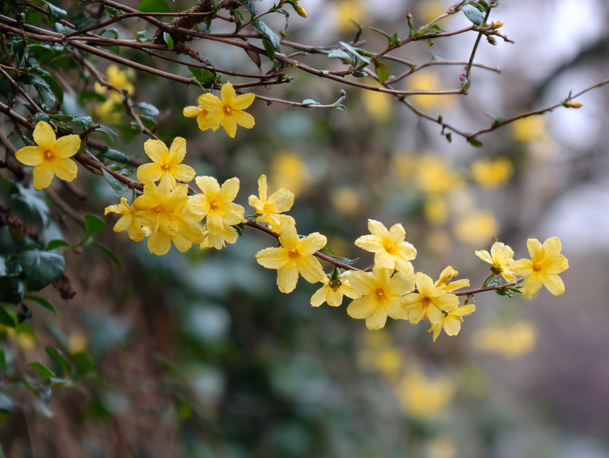 A Month-by-Month Floral Availability Guide in Florida